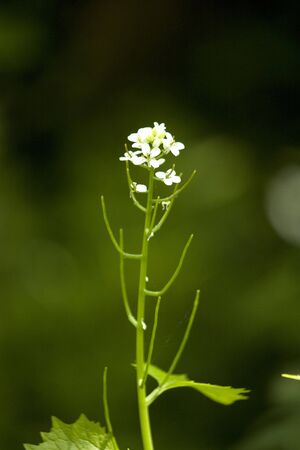 Small White flowered plantの写真素材
