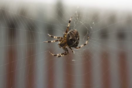 Spider in webの写真素材