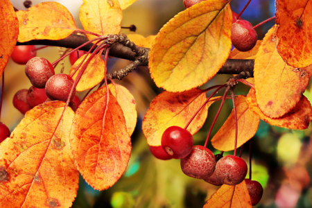 Red berries with Fall leaves の写真素材