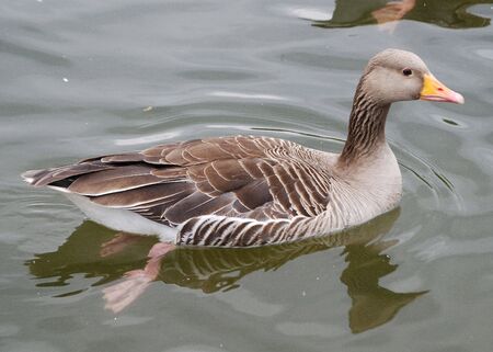 Greylag Goose in London's Serpentineの写真素材