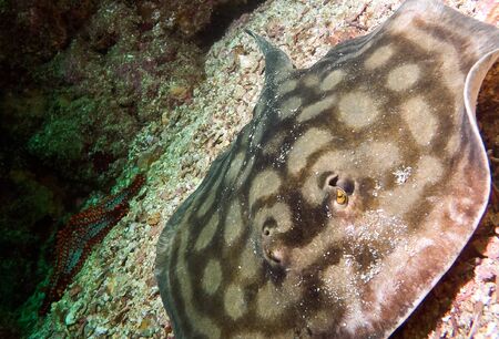 Spotted Rayの写真素材