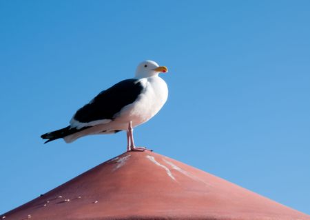 Sea gull sitting on tile roof aginst blue skyの写真素材