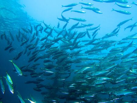 School of small silver fishの写真素材