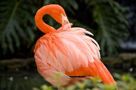 Portrait of flamingo against soft-focus green backgroundの写真素材