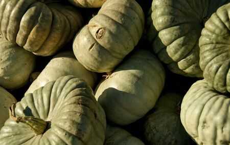 Closeup of many green squash in sunlightの写真素材