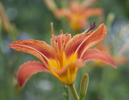 Shallow focus closeup of orange liliesの写真素材