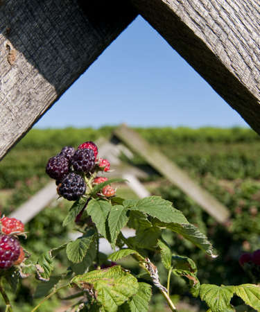 Shallow focus closeup of black raspberries, against wooden frameの写真素材
