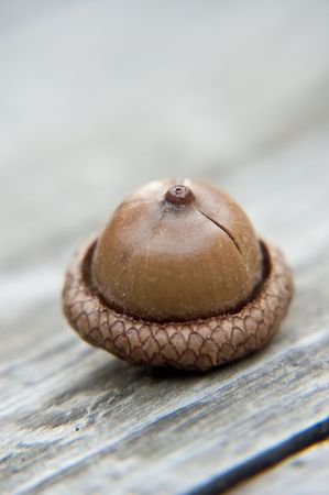 Macro of acorn sitting on weathered woodの写真素材