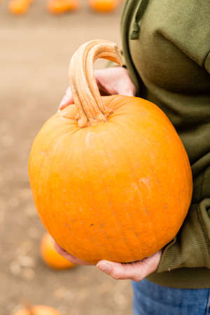 Closeup of delicious, ripe pumpkinの写真素材
