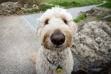 Freindly, inquisitive dog waiting patiently for attentionの写真素材