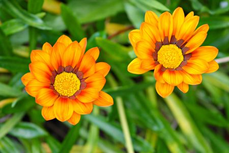 Golden Flowerの写真素材