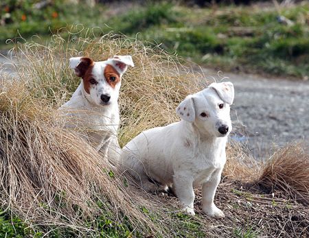 Cute Young Puppies