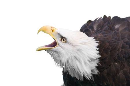 Isolated bald eagle