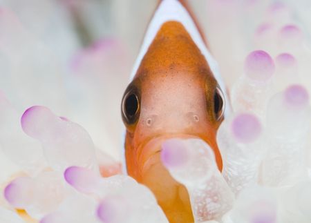 Face of a clown fishの写真素材
