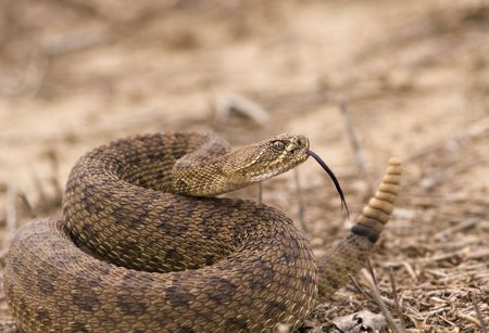 Western rattlesnake strike ready