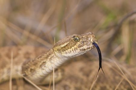 Head shot of a rattlesnake in the grass (shallow dof)