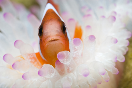 Clownfish in his home, shallow dofの写真素材