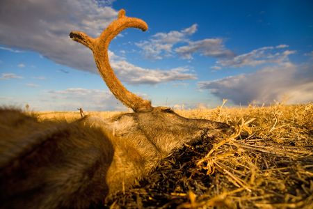 A dead deer in the prairieの写真素材