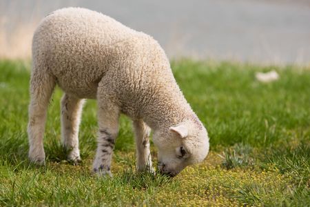 A very young lamb grazing on grass (focus on the head)の写真素材