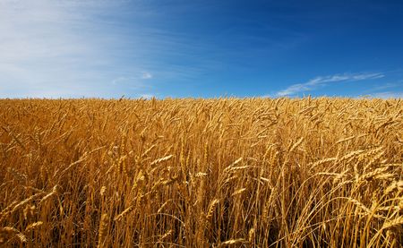 A field of golden wheat and blue skyの写真素材