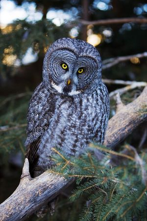 A great grey owl perched in the forestの写真素材