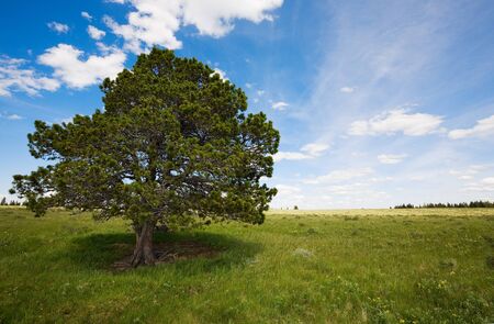 field landscape with trees and blue skyの写真素材
