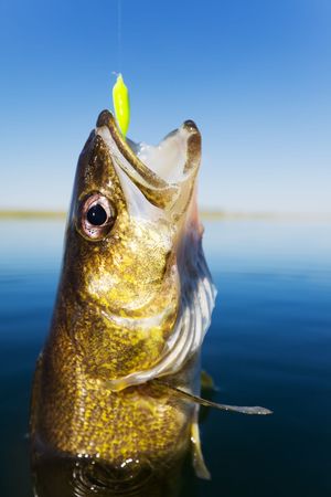Close up shot of a walleye being caughtの写真素材