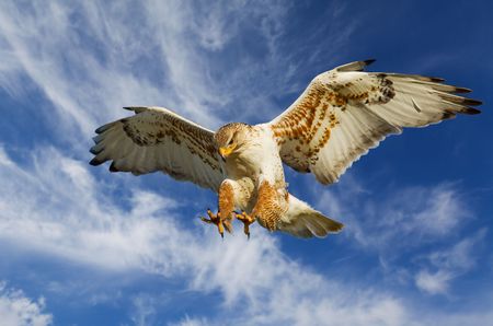 Large Ferruginous Hawk in attack mode with blue sky の写真素材