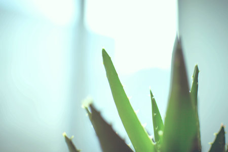 Japanese small freshの写真素材