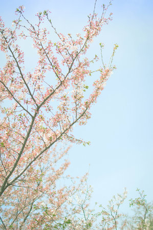 Trees and flowersの写真素材