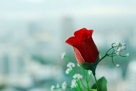 Red roseの写真素材