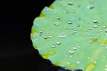 Lotus leafの写真素材