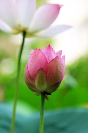Lotus in summerの写真素材