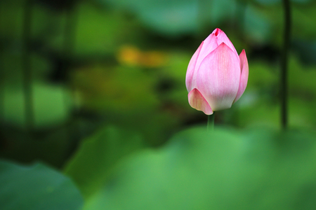 Lotus in summerの写真素材