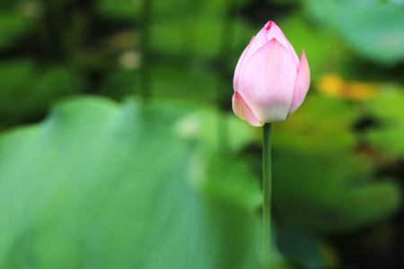 Lotus in summerの写真素材