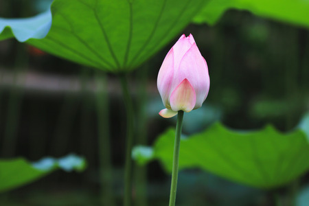 Lotus in summerの写真素材