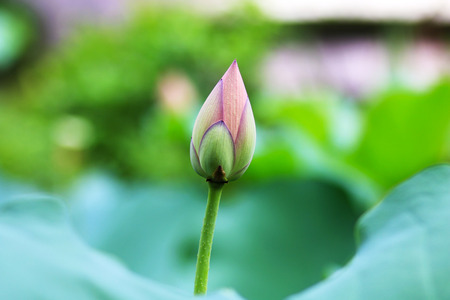 Lotus in summerの写真素材