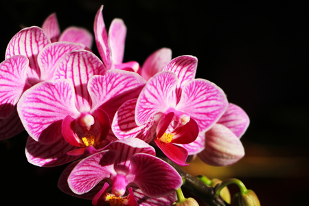Blooming Moth orchidsの写真素材