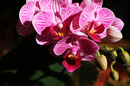 Blooming Moth orchidsの写真素材