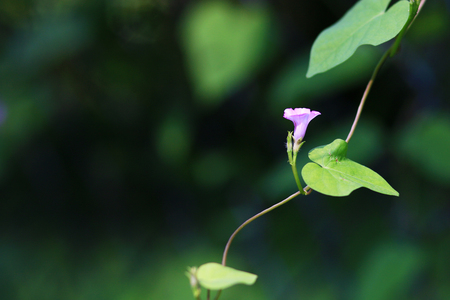 Morning gloryの写真素材