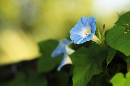 Morning gloryの写真素材