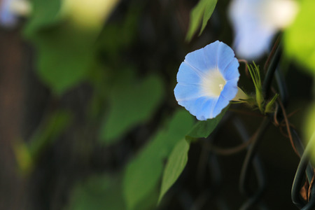 Morning gloryの写真素材