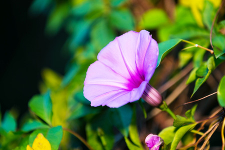 Morning glory