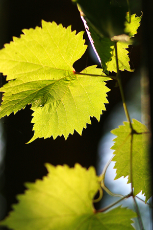 Grape leaves against the lightの写真素材