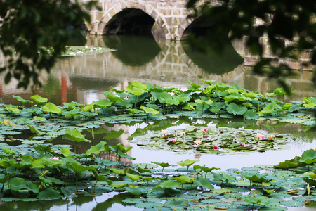 lotus pondの写真素材