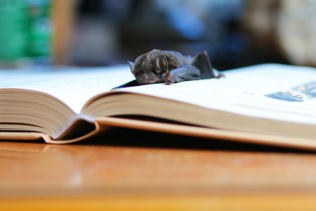 Bat lying on the bookの写真素材