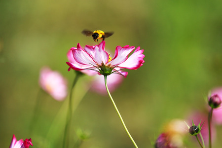Bees flying in cosmos flowersの写真素材