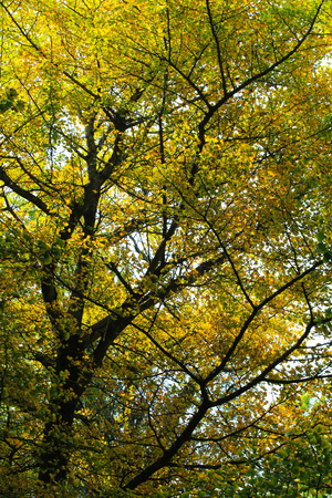 Autumn golden ginkgo treeの写真素材