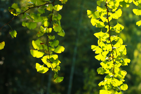 Autumn ginkgo leavesの写真素材