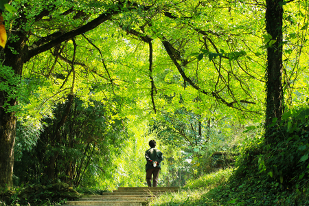 Back view of man in the autumn ginkgo forestの写真素材